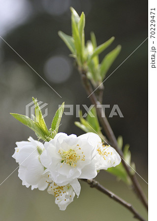京都御苑　桃園（桃の花） 70229471