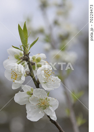 京都御苑　桃園（桃の花） 70229473