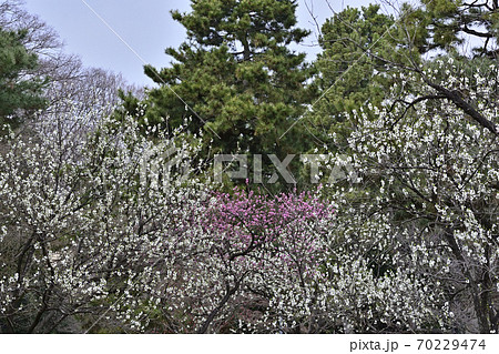 京都御苑　桃園（桃の花） 70229474