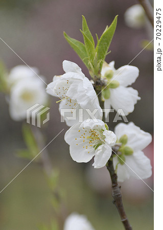 京都御苑　桃園（桃の花） 70229475