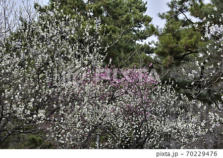 京都御苑 桃園(桃の花) 京都御苑 桃園(桃の花) 70229476