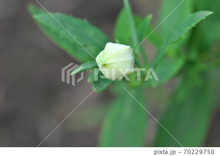 白い桔梗の花の蕾 10月撮影の写真素材