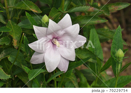 二重咲きのキキョウ　10月撮影 70229754