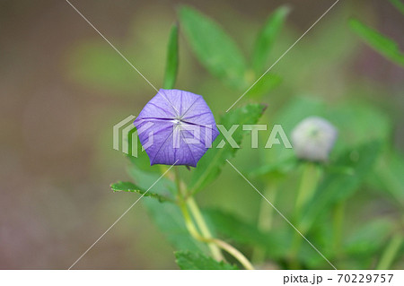 蕾も可愛い桔梗の花 10月撮影の写真素材