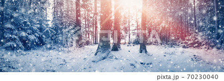 Beautiful trees covered with snow in the winter forest in snowfall Beautiful trees covered with snow in the winter forest in snowfall 70230040