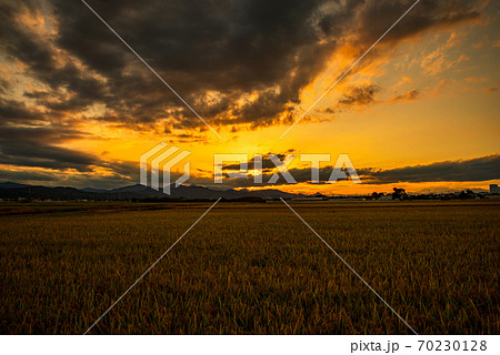 夕日に照らされる稲田【埼玉県上里町】 夕日に照らされる稲田【埼玉県上里町】 70230128