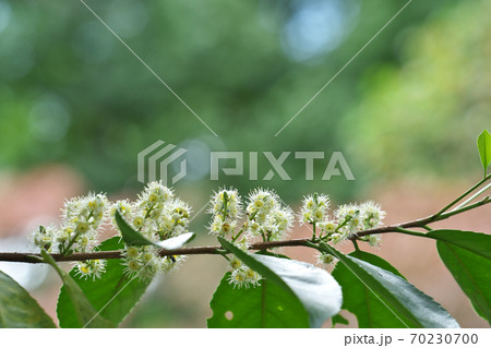 ふさふさの花が可愛いバクチノキ（博打の木）　10月 70230700