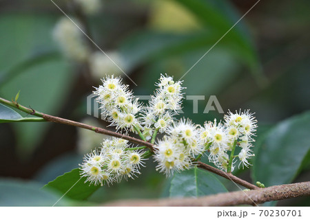 白い小花が満開のバクチノキ（博打の木）　10月 70230701