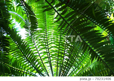 green fern plant texture green fern plant texture 70231406