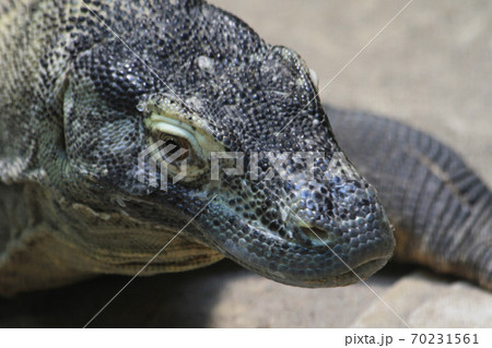 big monitor lizard big monitor lizard 70231561
