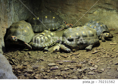 exotic terrestrial turtle exotic terrestrial turtle 70231562