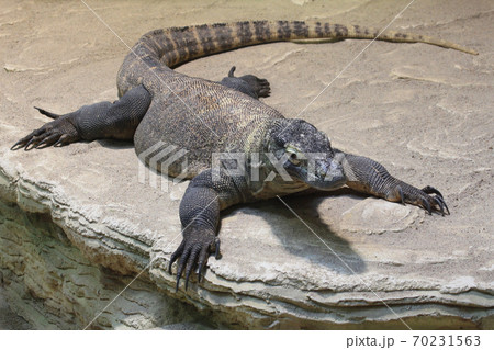 big monitor lizard big monitor lizard 70231563