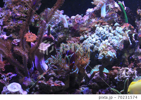 coral reef in egypt 70231574