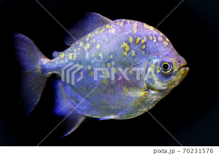piranha fish isolated on the black 70231576