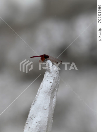 Butterfly is dark red in color, Thailand Butterfly is dark red in color, Thailand 70231666