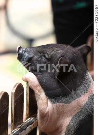 Little piggy backed on the fence, Thailand 70231667