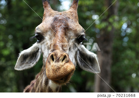 Giraffe with a long neck, Thailand Giraffe with a long neck, Thailand 70231668