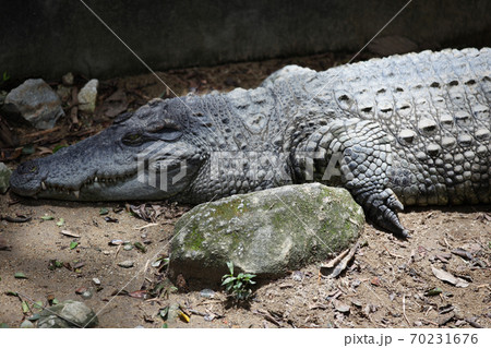 Crocodile resting in the sun, Thailand 70231676