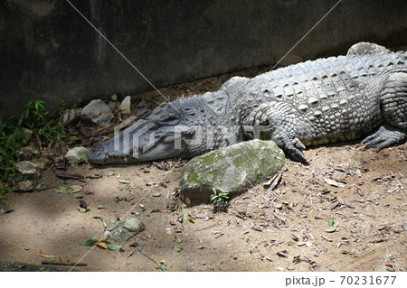 Crocodile resting in the sun, Thailand Crocodile resting in the sun, Thailand 70231677