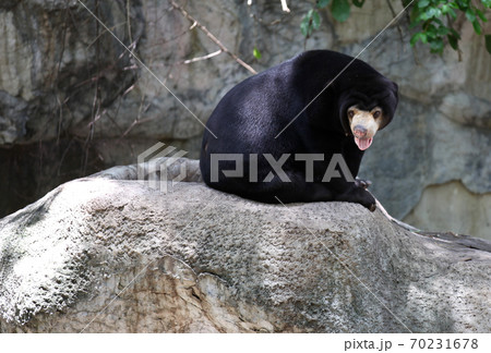 Black bear with a light muzzle, Thailand 70231678