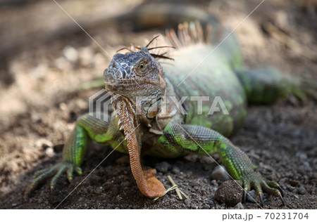 Large green lizard iguana, Thailand Large green lizard iguana, Thailand 70231704