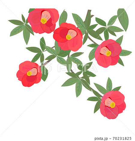 椿の花 新春のイラスト素材