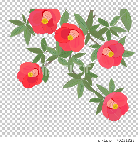 椿の花 新春 椿の花 新春 70231825