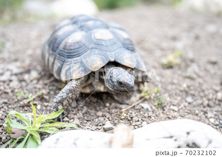 Turtle Testudo Marginata european landturtle closeup wildlife 70232102