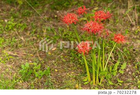 道端に咲いた彼岸花 70232278