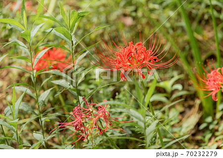 彼岸花 70232279