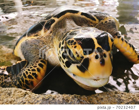 ウミガメの顔の接写 70232407