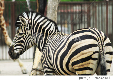 zebra animal is resting zebra animal is resting 70232481