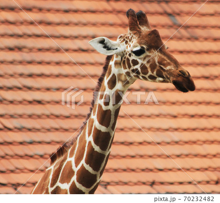 giraffe head with long neck giraffe head with long neck 70232482