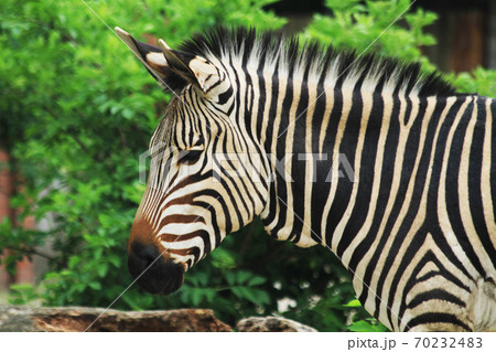 zebra animal is resting 70232483