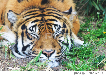 tiger is resting in the green grass tiger is resting in the green grass 70232484