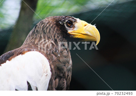 Steller's Sea Eagle as big bird Steller's Sea Eagle as big bird 70232493