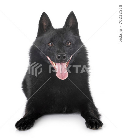 Schipperke in studio 70232558