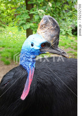 Southern cassowary as Australian big forest bird 70232700