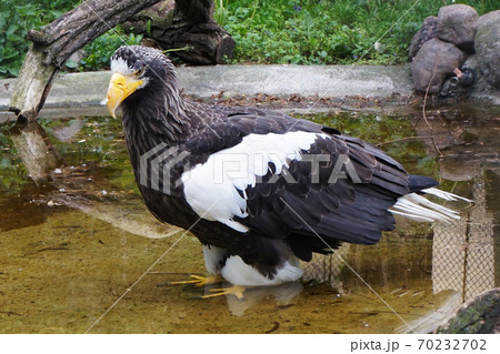 Steller's Sea Eagle as big bird 70232702