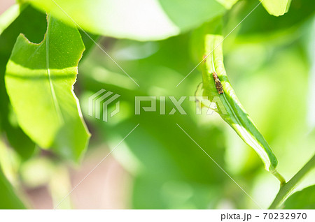 レモンの木に住みついたアゲハチョウの2齢幼虫 70232970