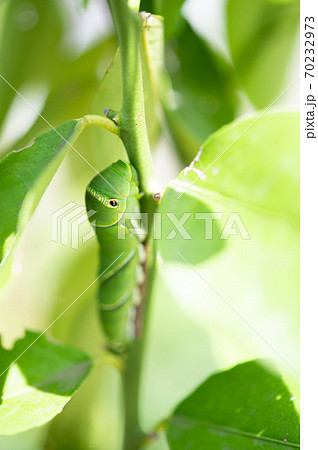 レモンの木に住みついたアゲハチョウの終齢幼虫 70232973