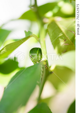 レモンの木に住みついたアゲハチョウの終齢幼虫 70232975