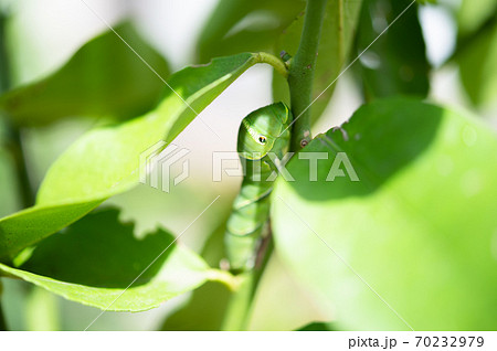 レモンの木に住みついたアゲハチョウの終齢幼虫 70232979