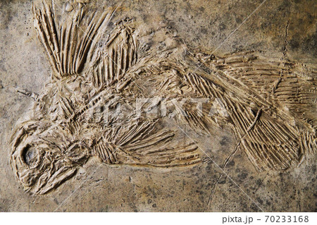 latimeria fish fossil 70233168