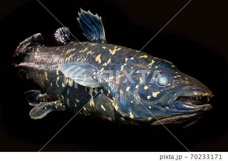 latimeria fish isolated 70233171