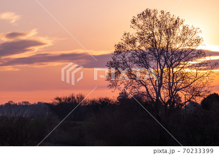 埼玉県さいたま市 見沼田んぼから昇る朝日 埼玉県さいたま市 見沼田んぼから昇る朝日 70233399