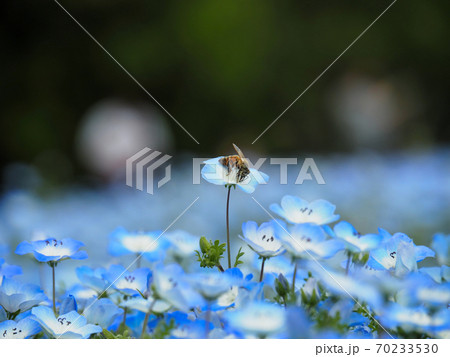 晴れのネモフィラ花畑でネモフィラにとまるミツバチの写真素材