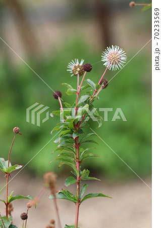 シマタニワタリノキ シマタニワタリノキ 70233569