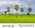 Sugar palm trees and green rice field.	 70234303