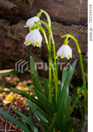 snowflake flower near the log. spring nature background in forest 70234419